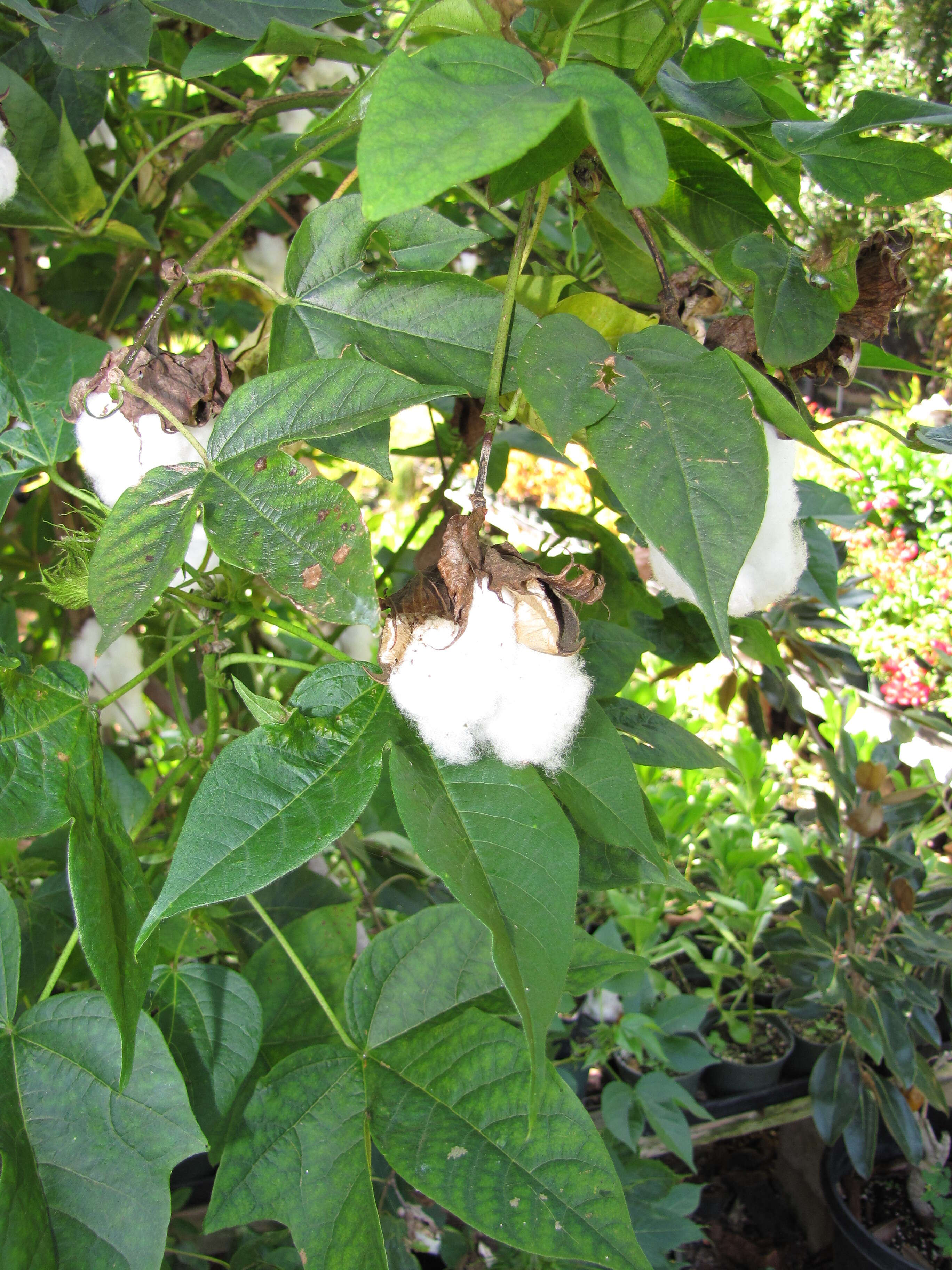 Image of Sea Island Cotton