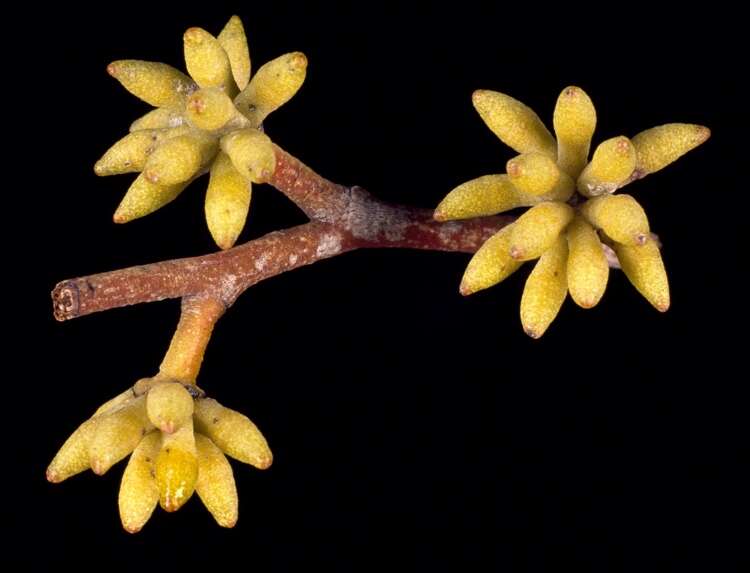 Image of brown stringybark