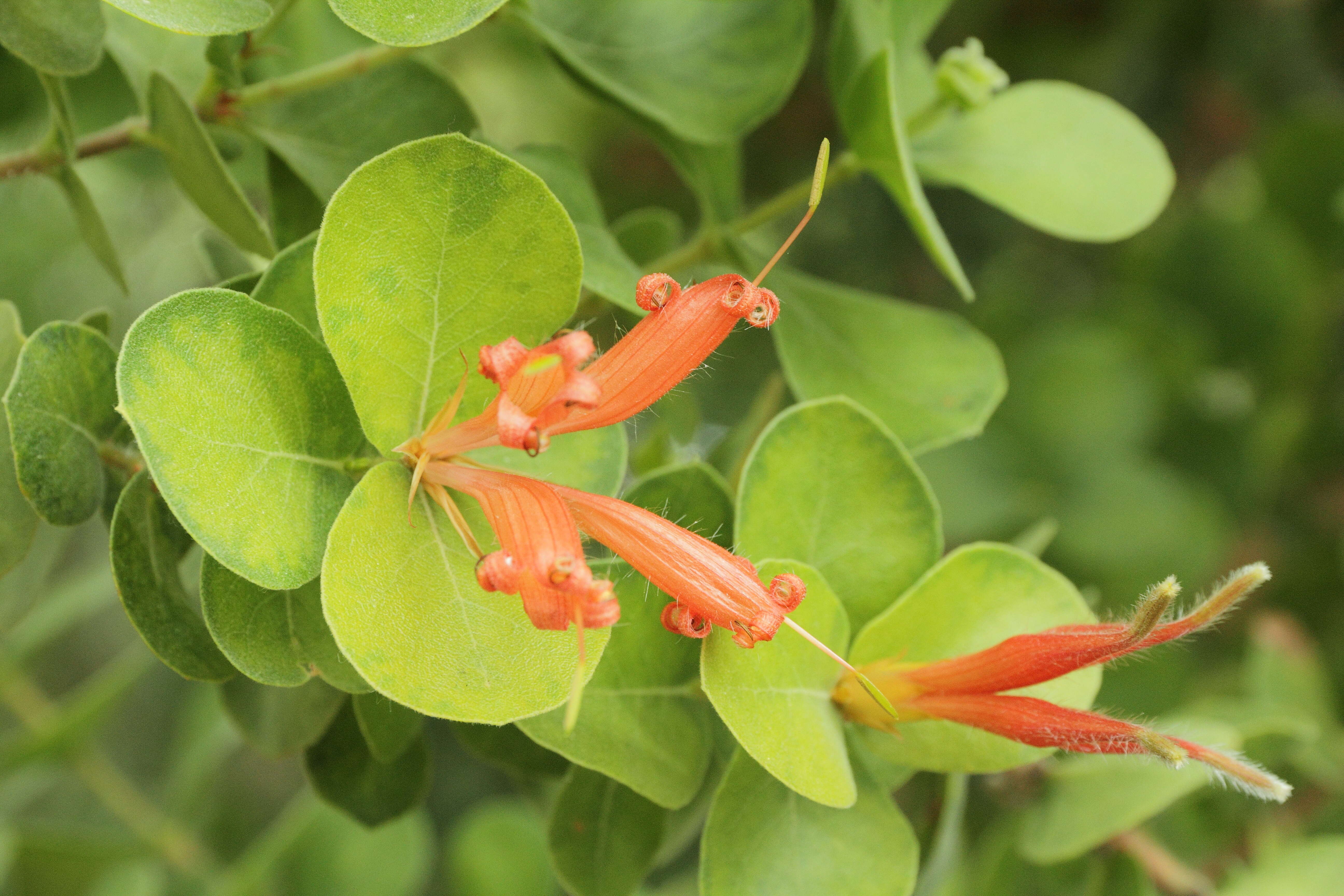 Image of Roundleaf honeysuckle