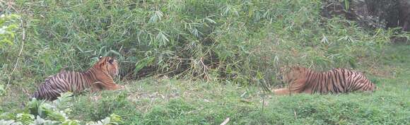 Image of Sumatran Tiger