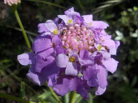 Plancia ëd Iberis linifolia L.