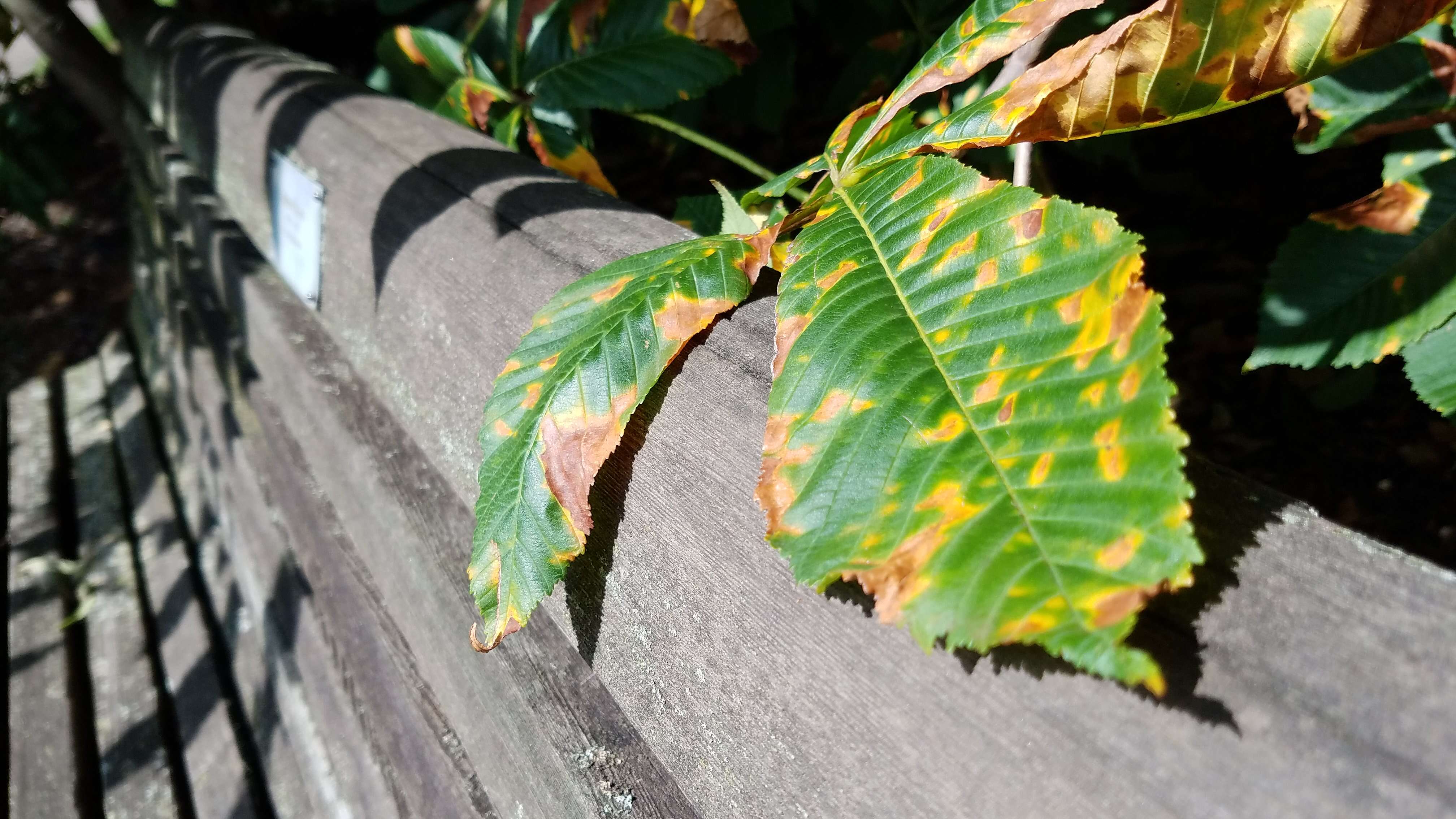 Image of red horse-chestnut