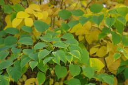 Image of Japanese Knotweed