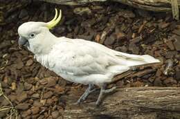 Image of Sulphur-crested Cockatoo