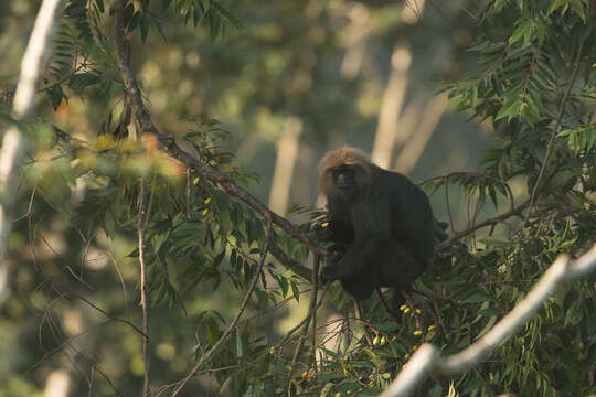 Image of Black Leaf Monkey