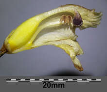 Imagem de Orobanche reticulata Wallr.