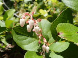 Image of salal