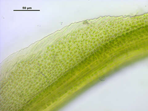 Image of distichium moss