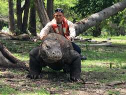 Image of Komodo Dragon