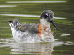 Image of Red-necked Phalarope