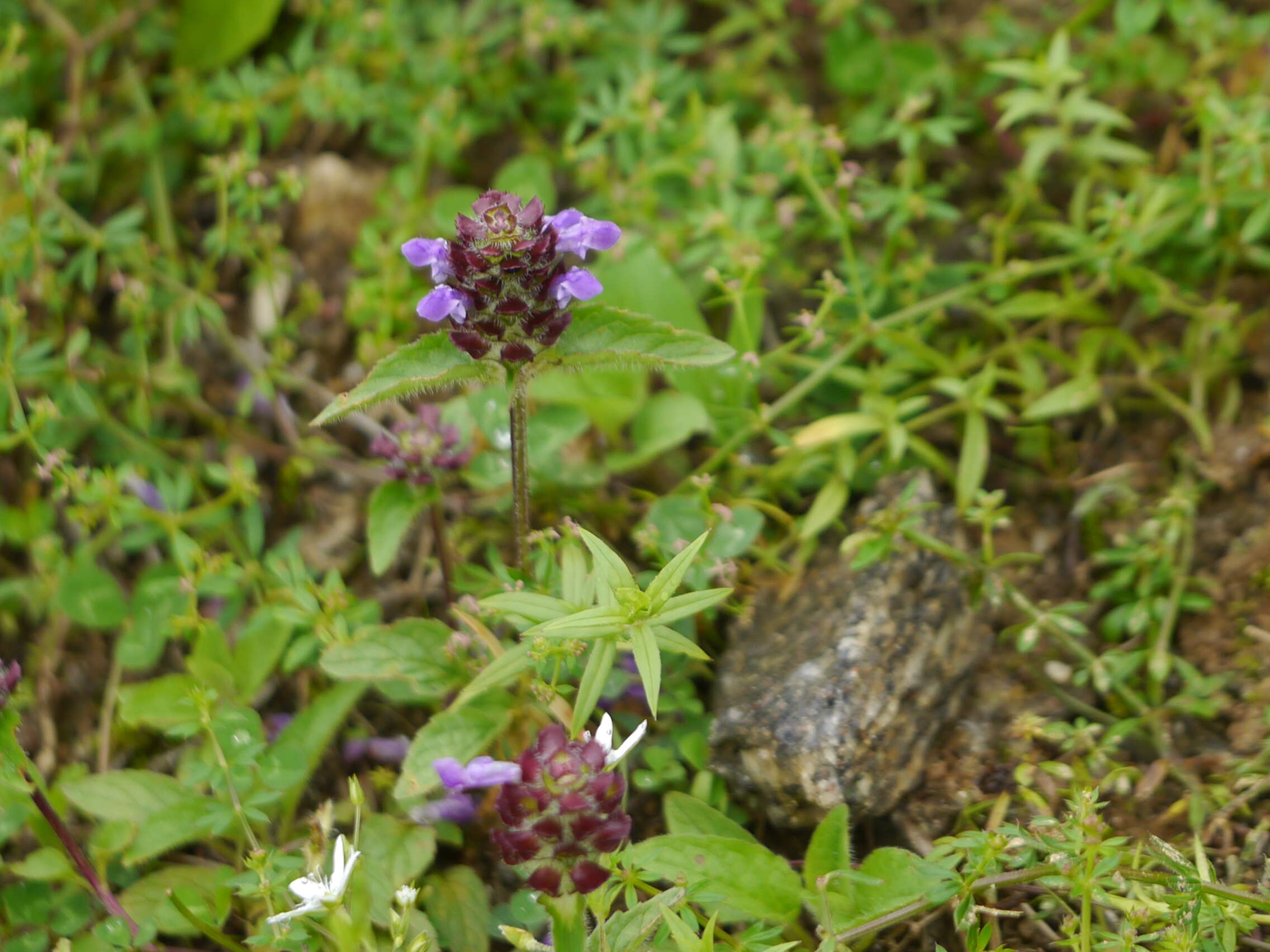 Image of common selfheal