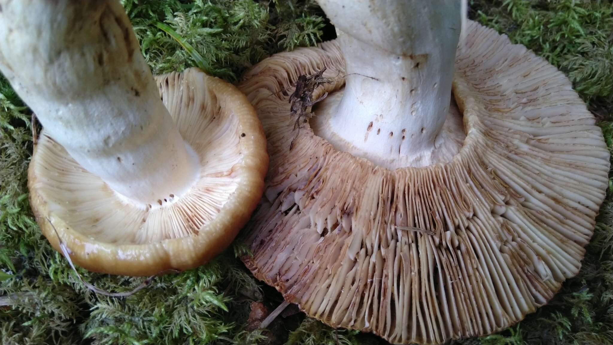 Image of Stinking Russula