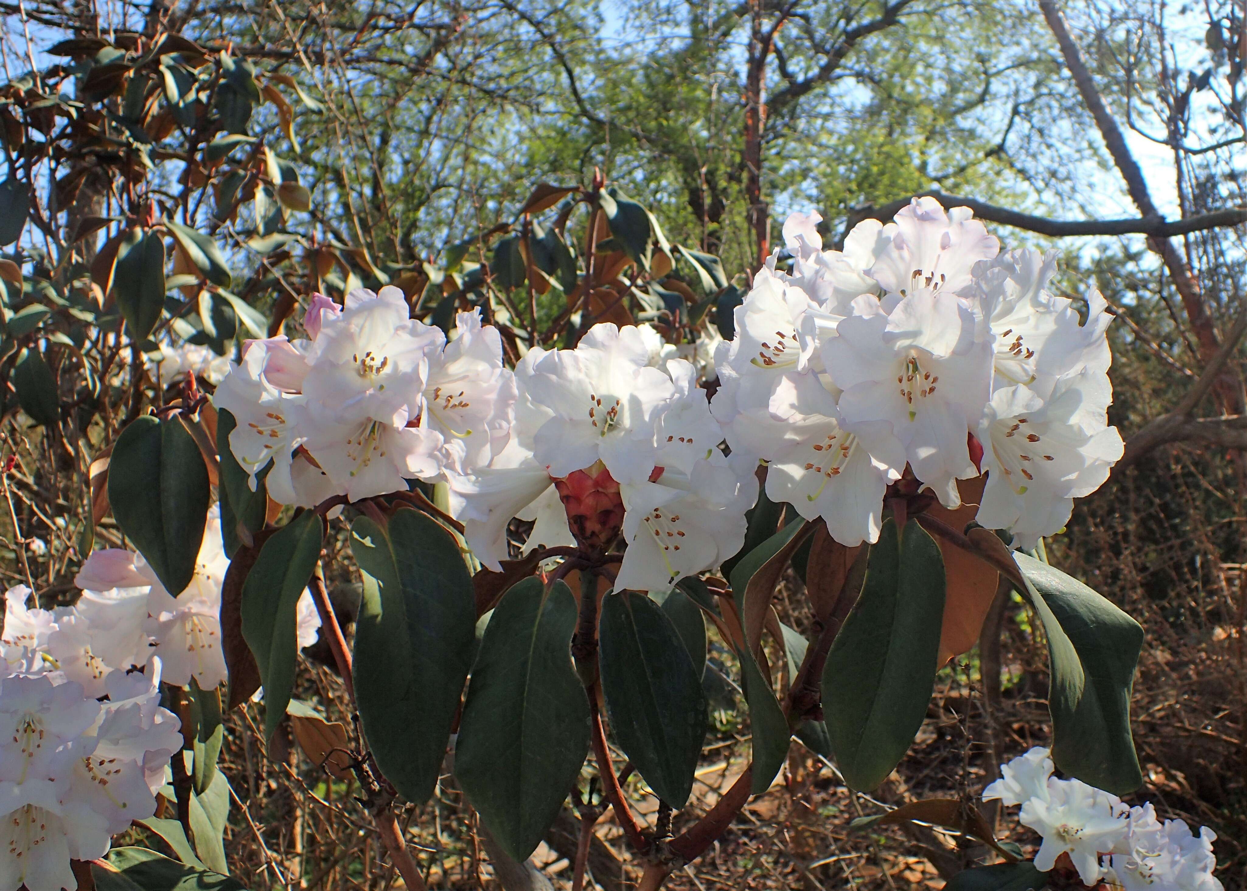 Imagem de Rhododendron wallichii Hook. fil.