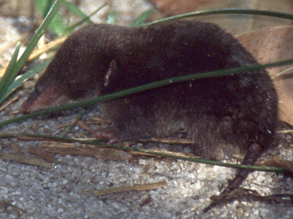 Image of Fossorial Tenrec