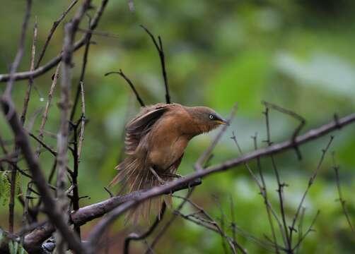 Image of Rufous Babbler