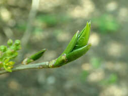 Image of Orixa japonica Thunb.