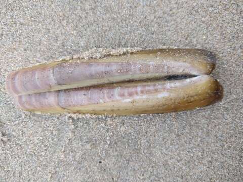 Image of Atlantic jackknife clam