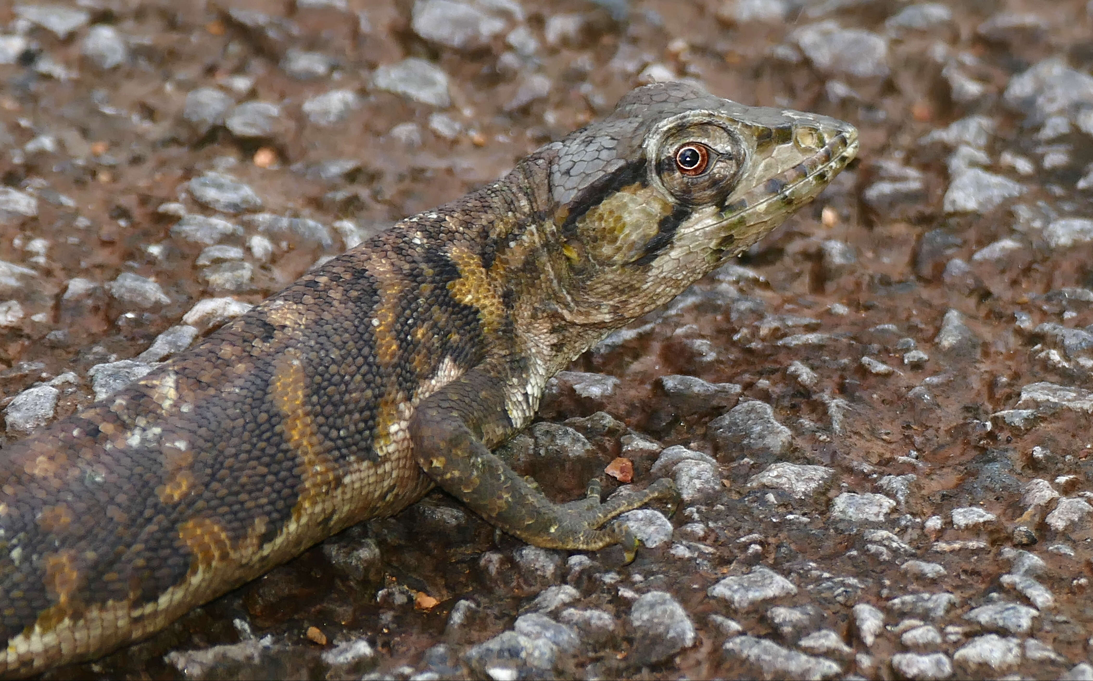 Imagem de Polychrus marmoratus (Linnaeus 1758)