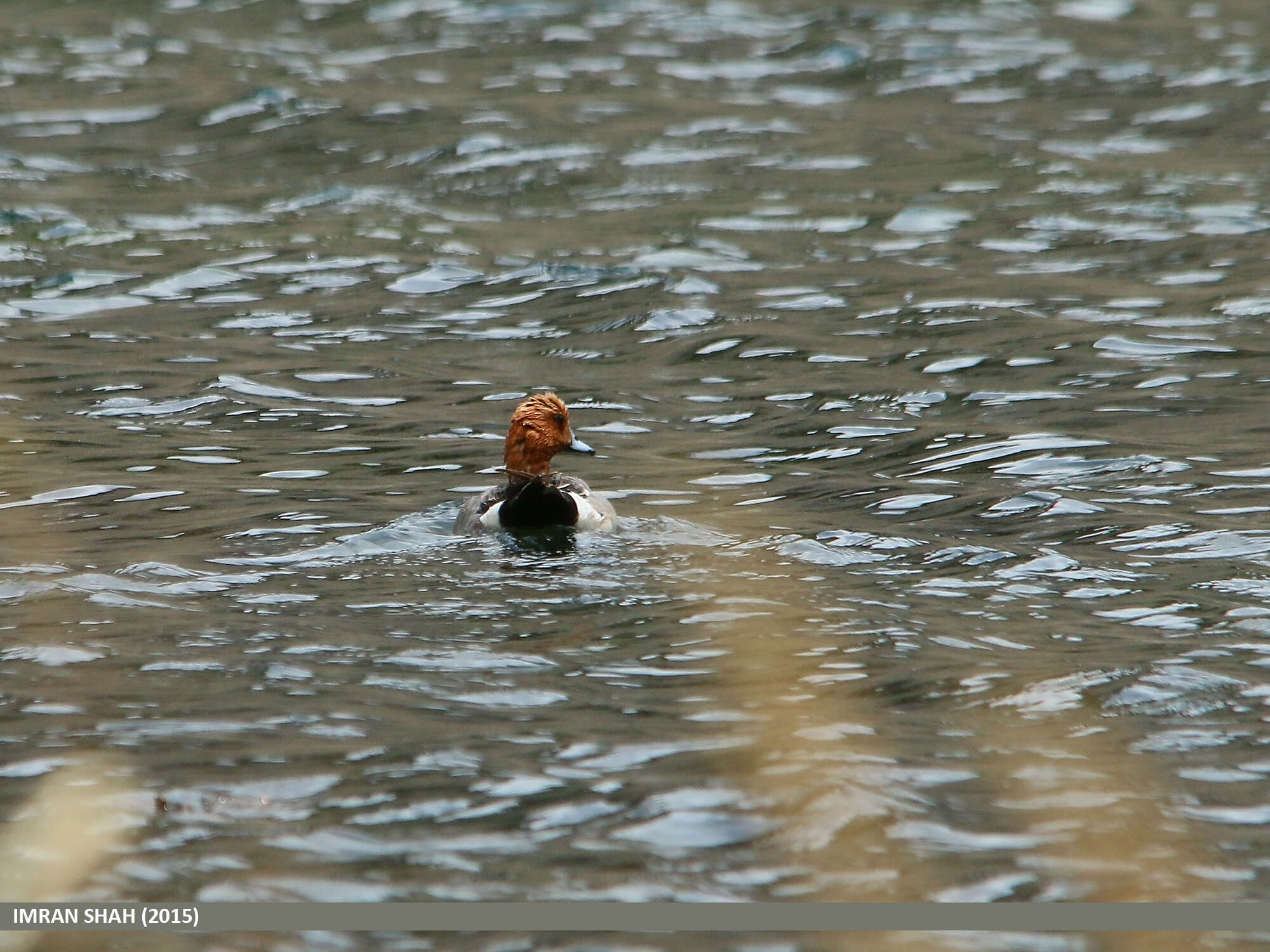 Image of Eurasian Wigeon