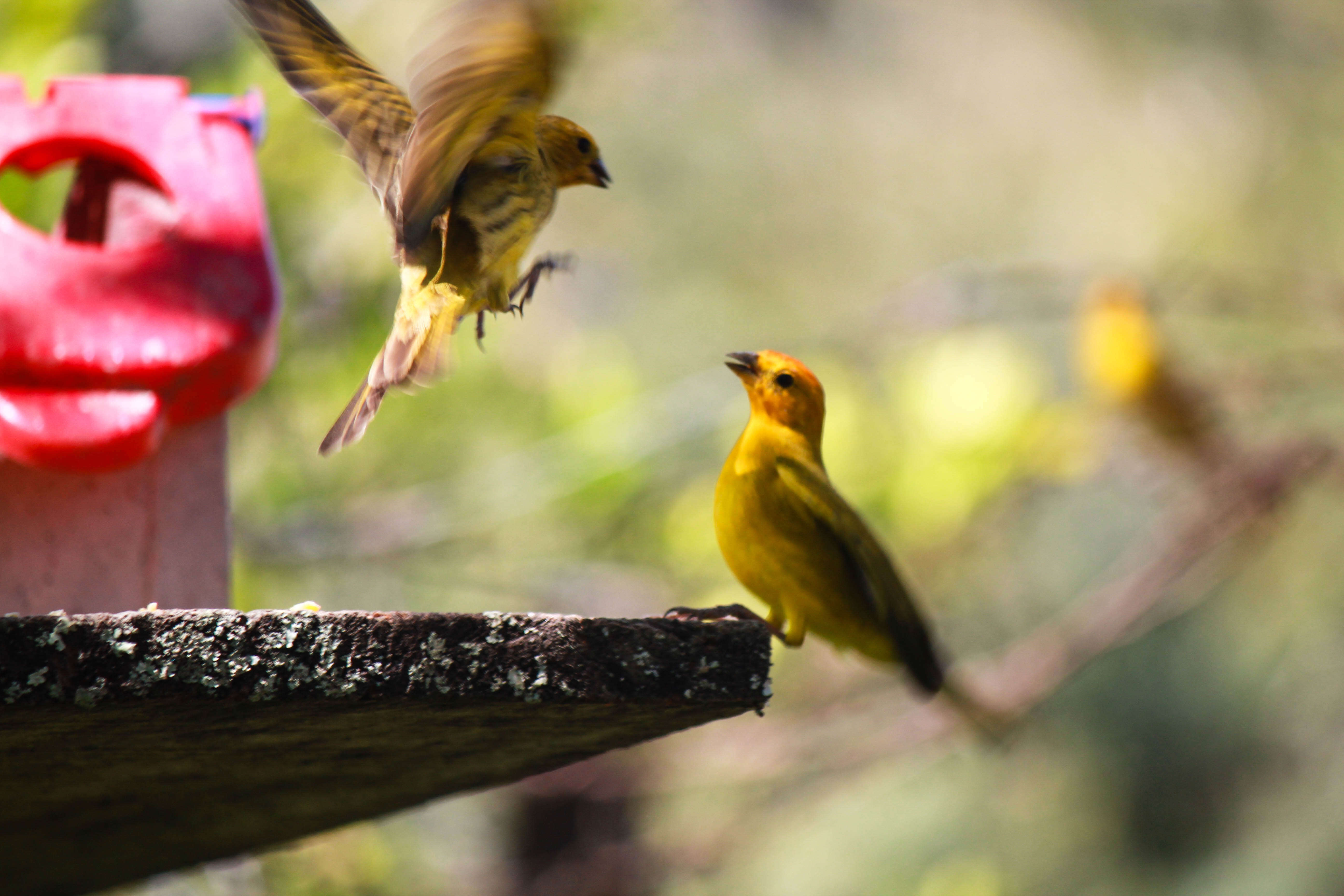 Image of Saffron Finch