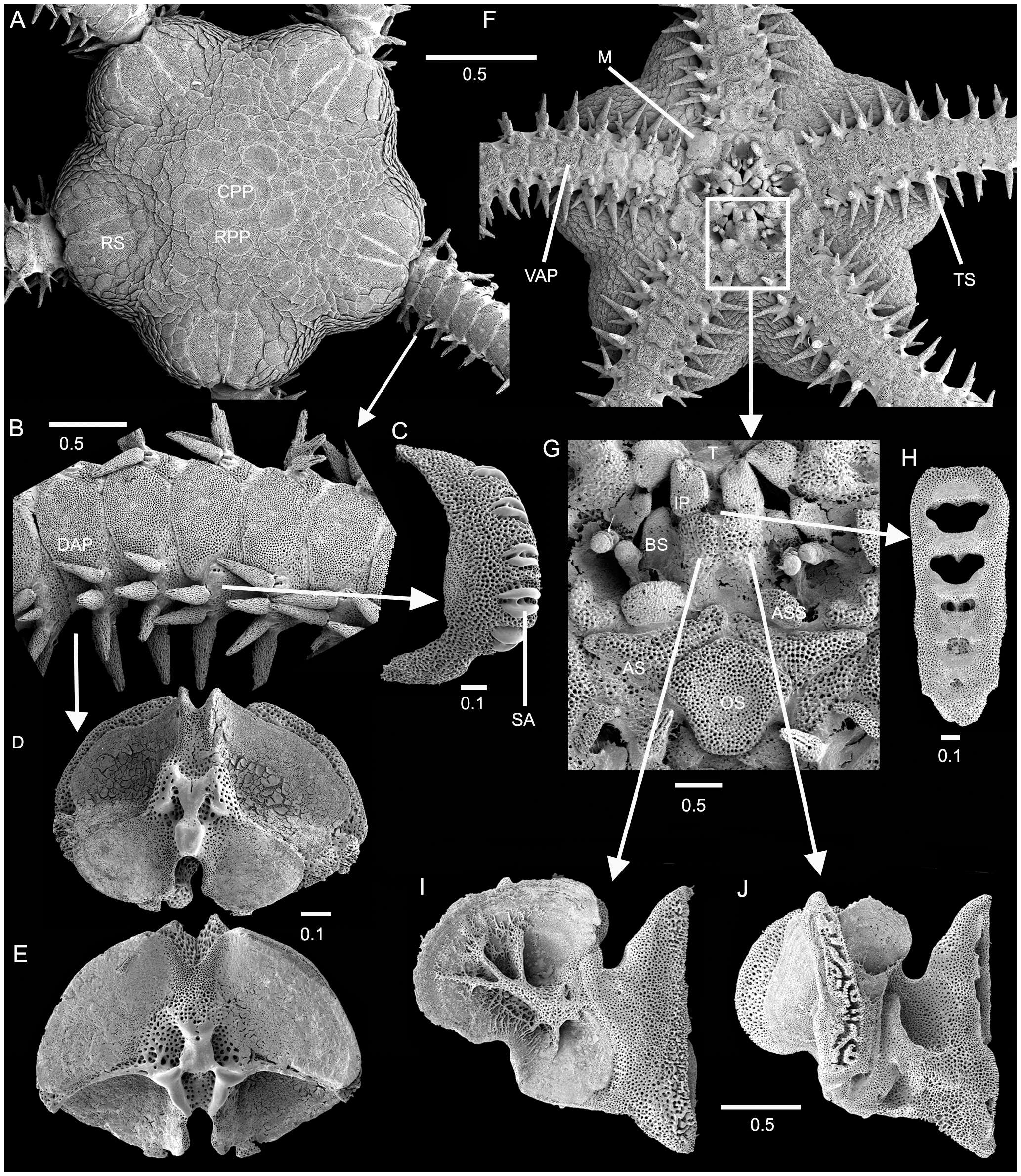 Image of Amphiura Forbes 1843