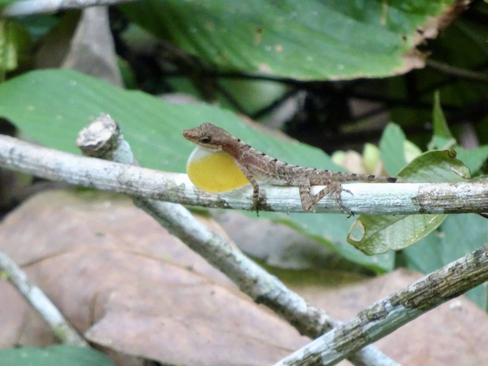 Image of Anolis apletophallus Köhler & Sunyer 2008