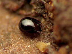 Image of oribatid mites