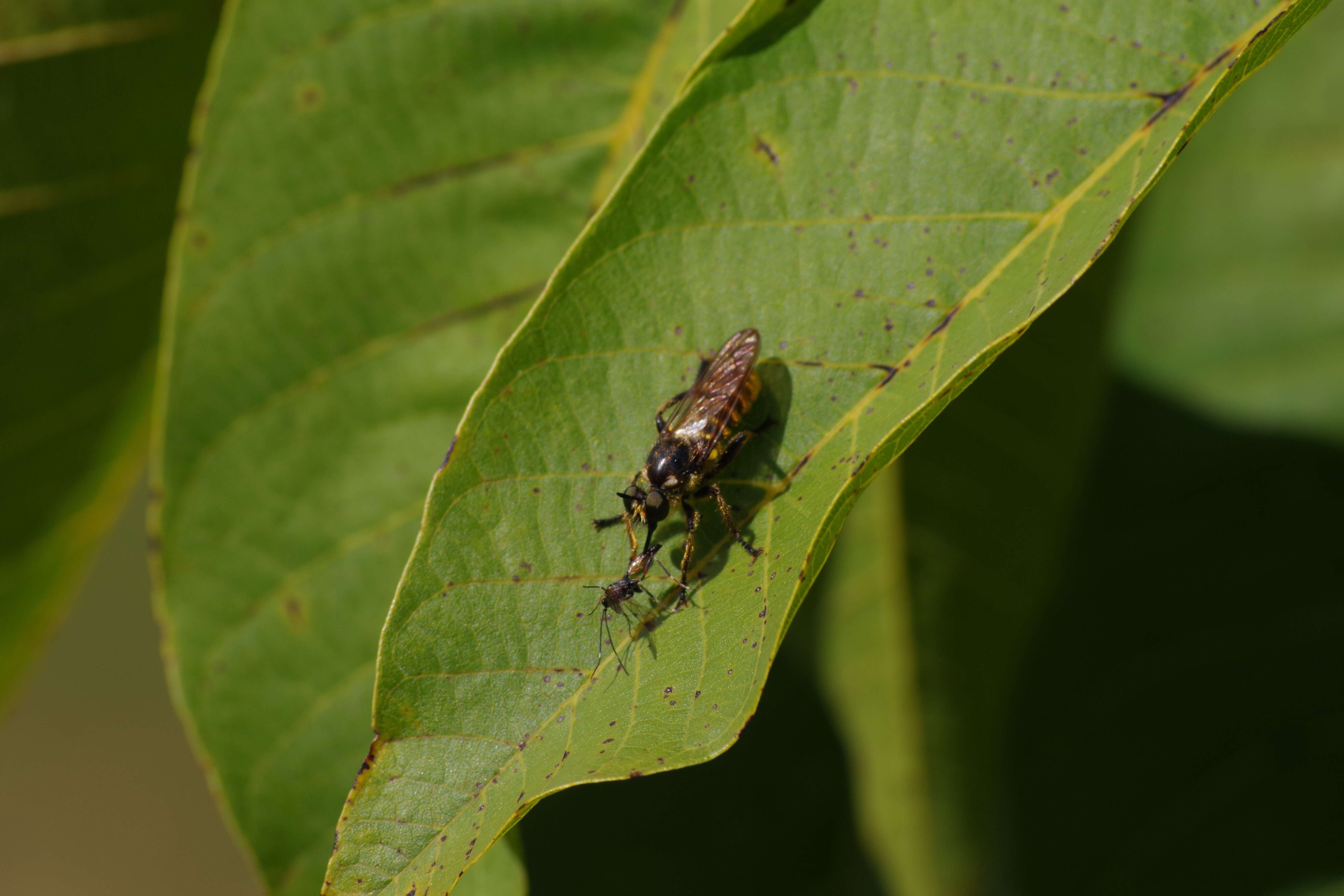 Image of Choerades fimbriata