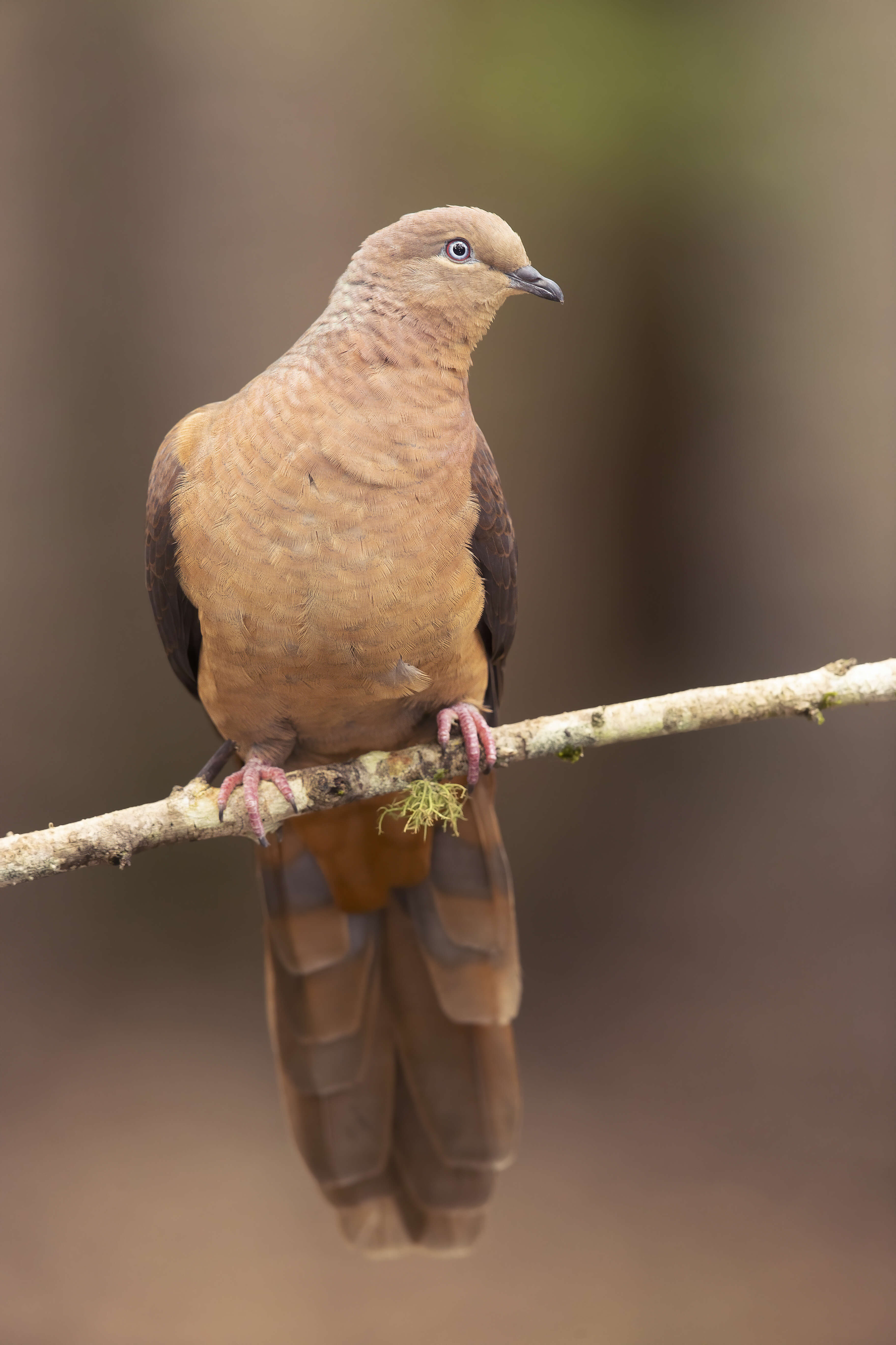 Image of Brown Cuckoo-Dove