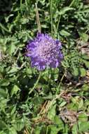 Image of glossy scabious