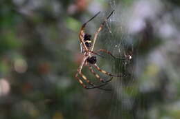 Image of Silver Argiope