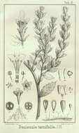 Image de Pityrodia ternifolia (F. Muell.) Munir