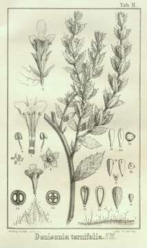 Image of Pityrodia ternifolia (F. Muell.) Munir
