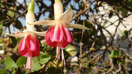 Image of Fuchsia