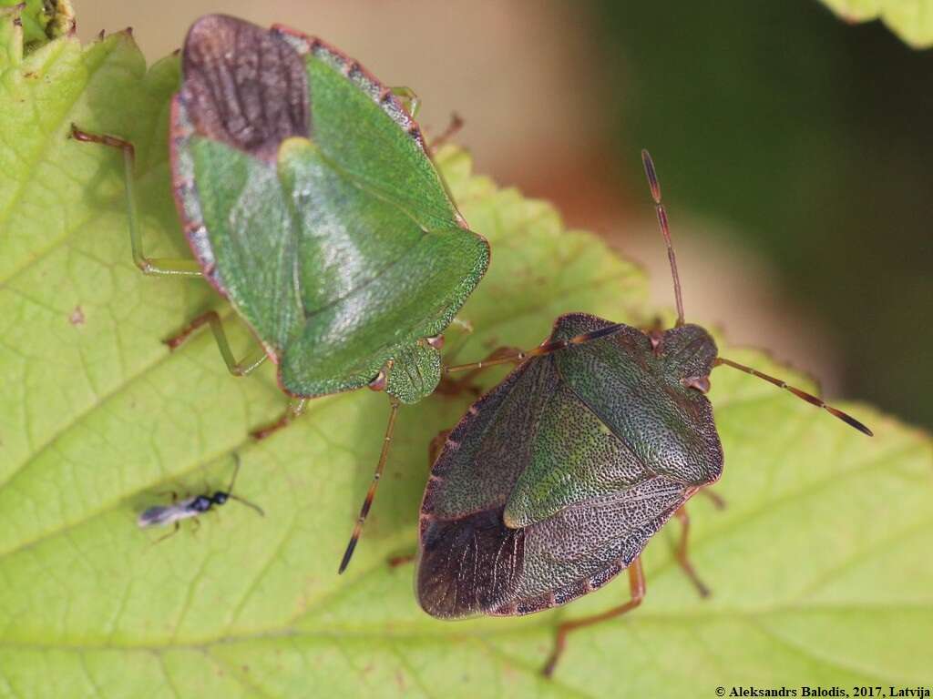 Image of Green shield bug