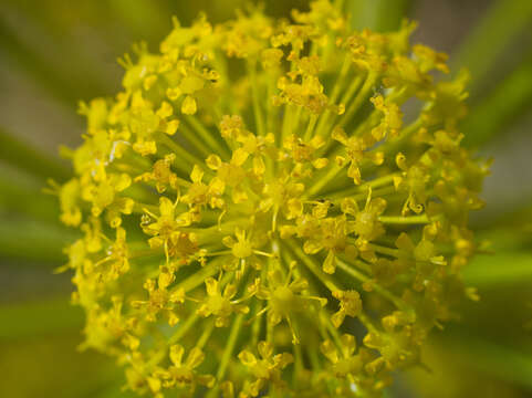 Image of Thapsia villosa L.