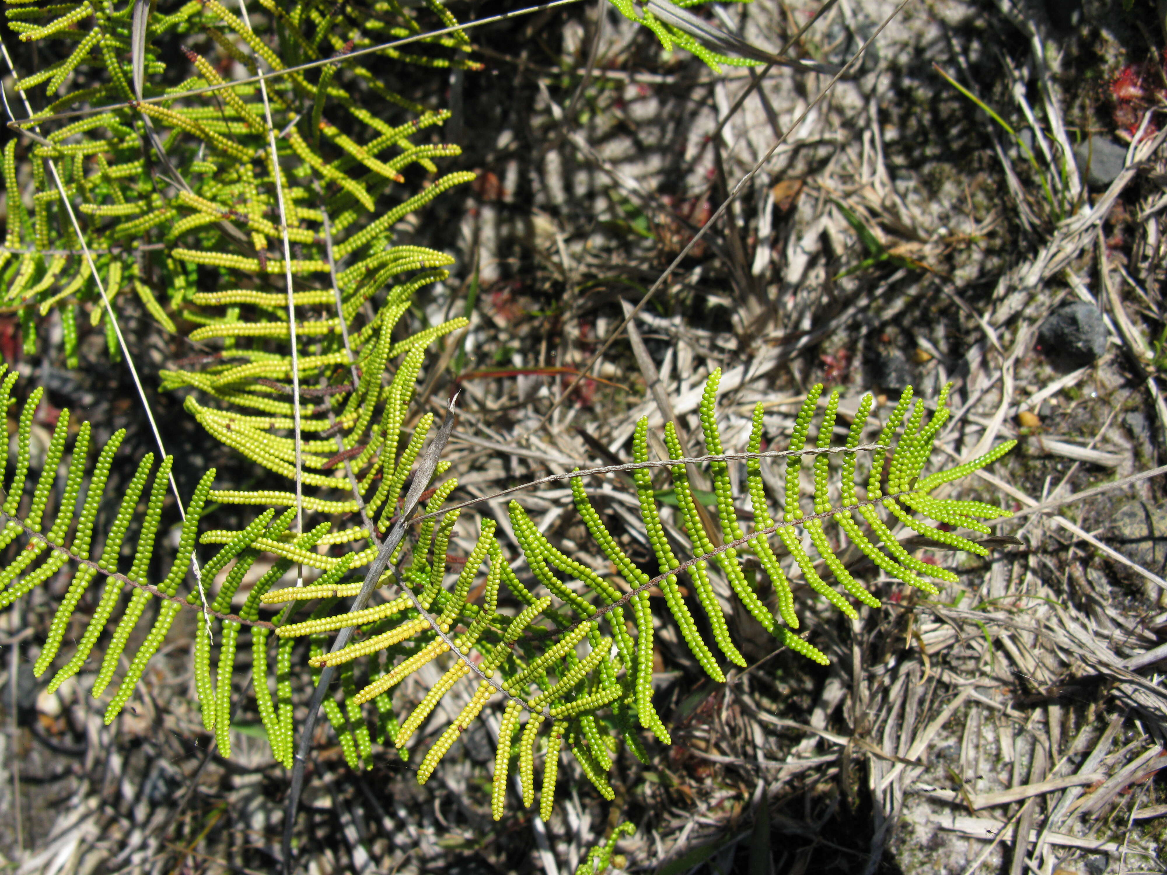 Image of Gleichenia dicarpa R. Br.