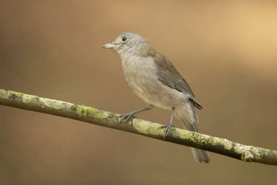 Image of Grey Shrike-thrush