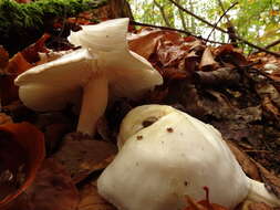 Image of Hygrophorus eburneus (Bull.) Fr. 1838