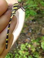 Image of Tiger Spiketail