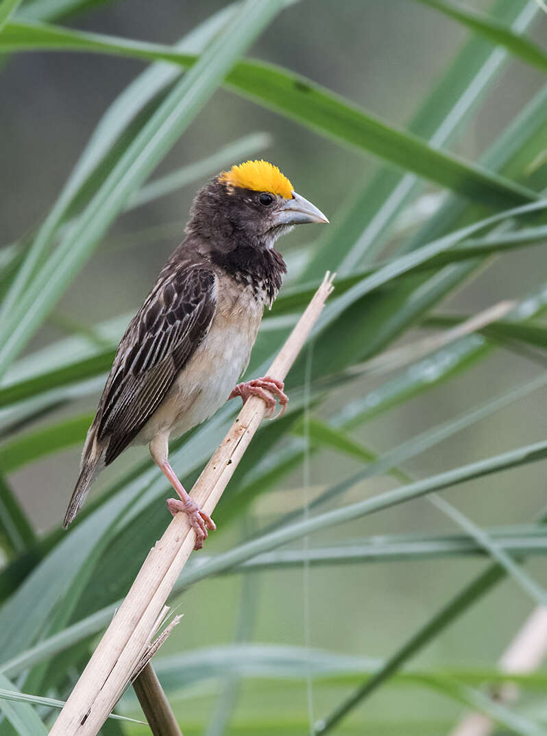 Image of Black-breasted Weaver