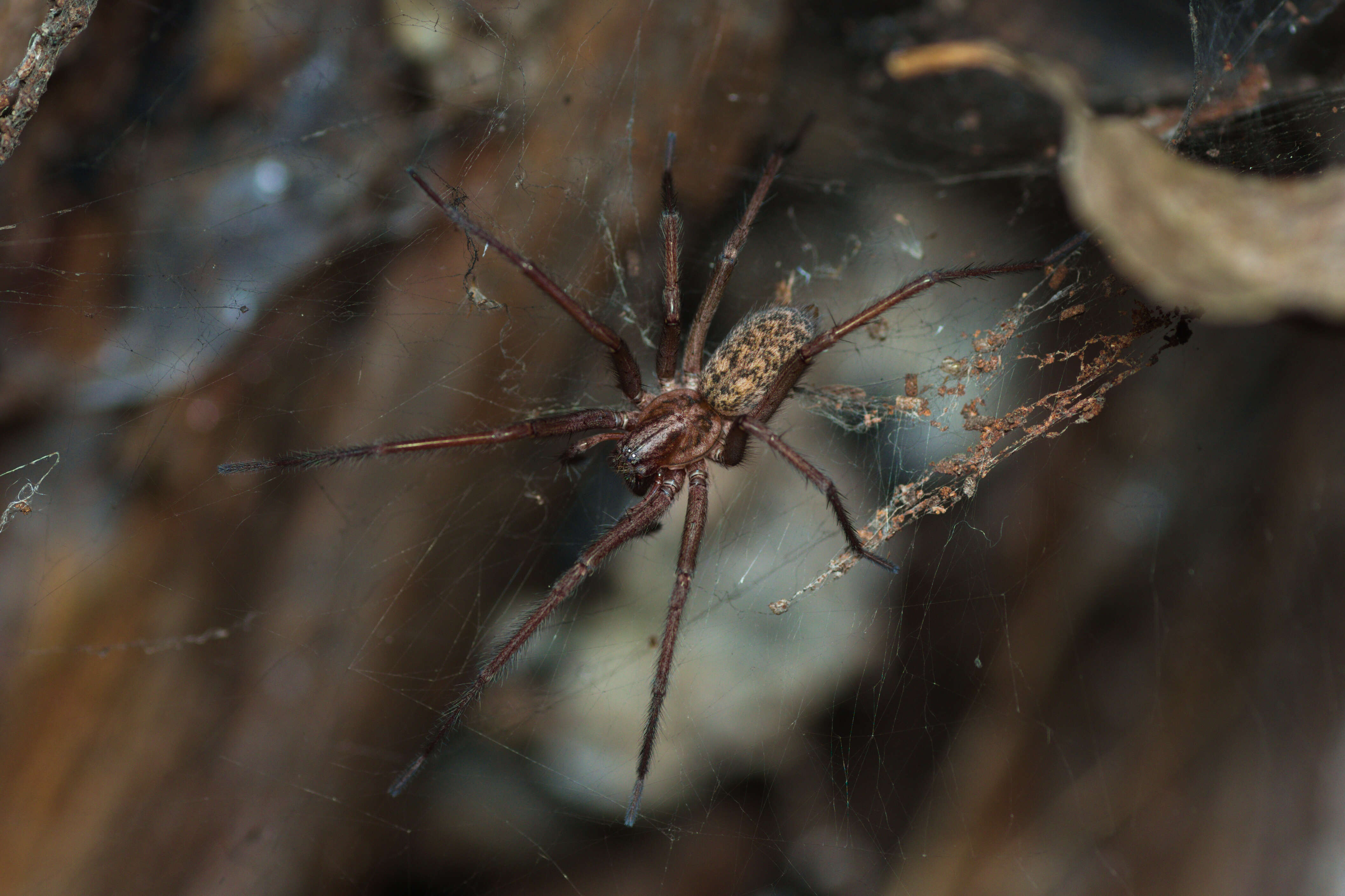 Image of Giant House Spider