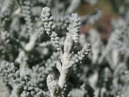 Image of lavender cotton