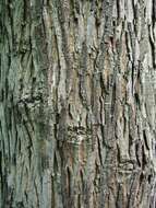 Image of shellbark hickory