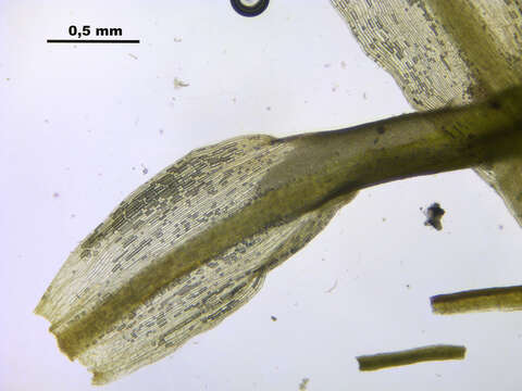 Слика од Tortella fragilis Limpricht 1888