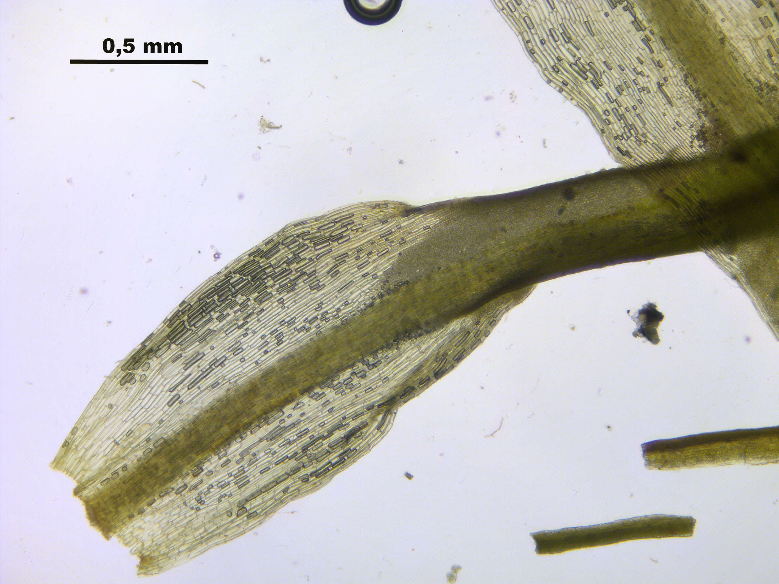 Image of Fragile tortella moss