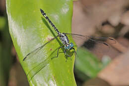 Image of Neodythemis Karsch 1889