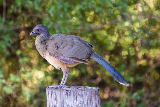 Image de Ortalide chacamel