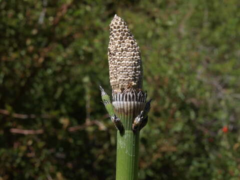 Image of horsetails