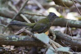 Image of Eastern Whipbird